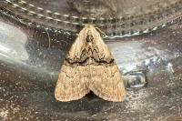 Meganola togatulalis