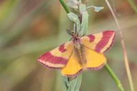 Lythria cruentaria
