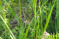 Chiasmia clathrata