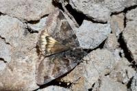 Euclidia glyphica