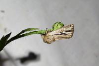 Mythimna anderreggii