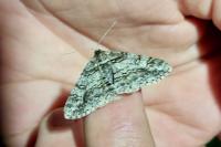 Cleora cinctaria
