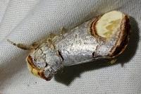 Phalera bucephala