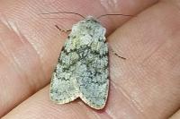 Agrotis simplonia