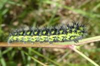 Saturnia pavonia