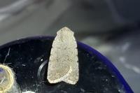 Caradrina