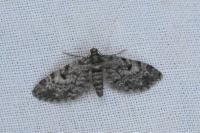 Eupithecia tantillaria