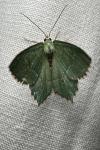 Hemithea aestivaria