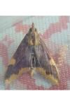 Circobotys butleri