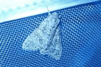 Acronicta megacephala