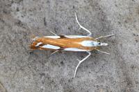 Catoptria permutatellus