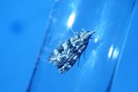 Eudonia delunella