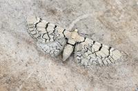 Eupithecia venosata/schiefereri