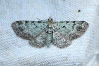 Pasiphila rectangulata