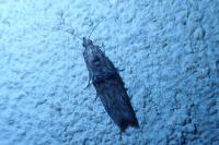 Nephopterix angustella