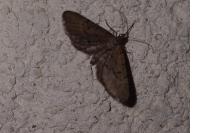 Eupithecia intricata