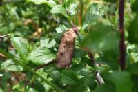 Agrotis exclamationis exclamationis