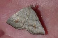 Macaria artesiaria