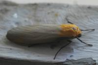 Lithosia quadra