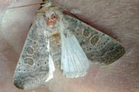 Hoplodrina ambigua