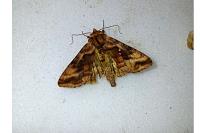 Autographa jota