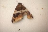 Dysgonia algira