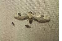 Eupithecia centaureata
