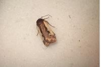 Ochropleura plecta