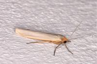 Eilema caniola