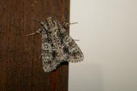 Acronicta rumicis