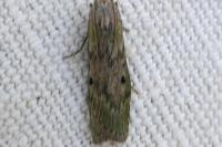 Aphomia sociella