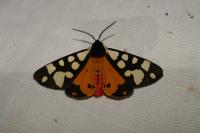 Arctia villica