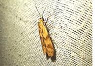 Homoeosoma sinuella