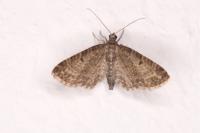 Eupithecia subfuscata