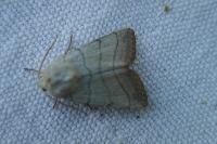 Charanyca trigrammica
