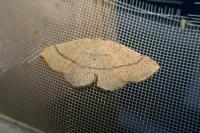 Cyclophora ruficiliaria