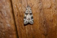 Eudonia delunella