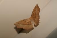 Gerinia honoraria