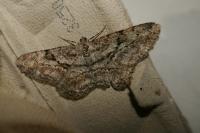 Peribatodes rhomboidaria rhomboidaria
