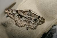 Peribatodes umbraria umbraria