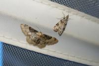 Idaea filicata