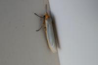 Manulea complana/pseudocomplana