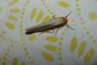 Manulea complana/pseudocomplana