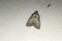 Meganola strigula
