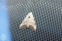 Nola infantula