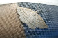 Perconia strigillaria