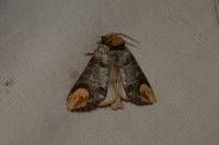 Phalera bucephala
