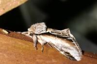 Pheosia tremula