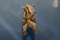 Phlogophora meticulosa
