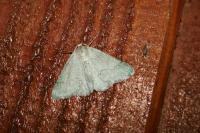 Pseudoterpna pruinata